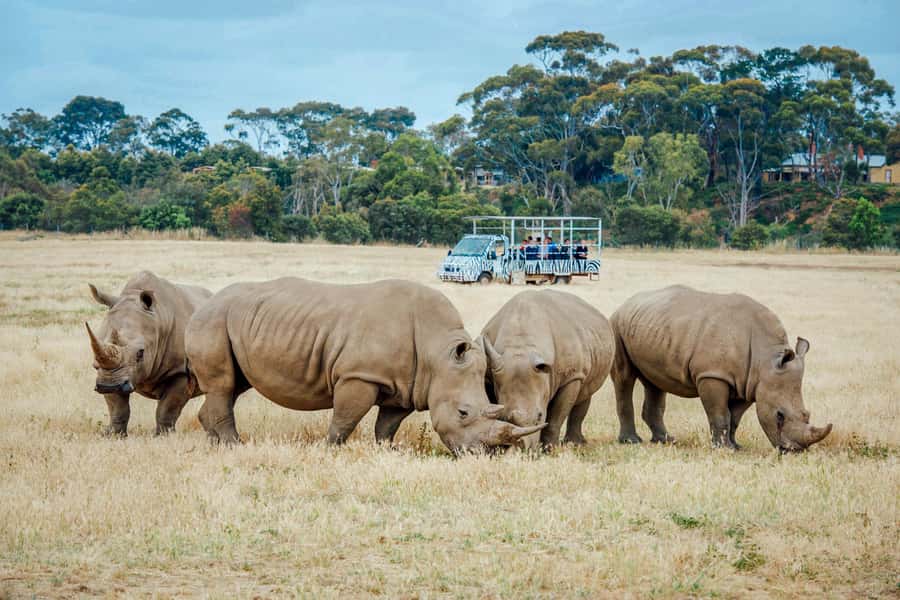 Werribee Open Range Zoo: Entry Ticket - Australian Journey adds kangaroos and koalas