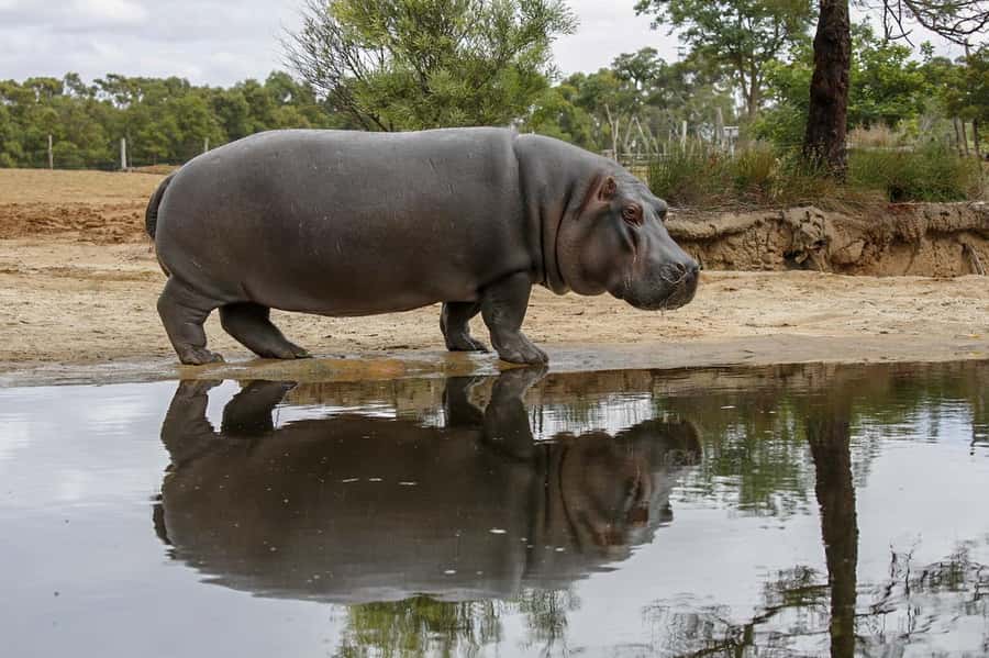 Werribee Open Range Zoo: Entry Ticket - How to plan your day without rushing