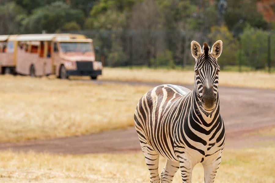 Werribee Open Range Zoo: Entry Ticket - Shade, seating, food, and family comfort