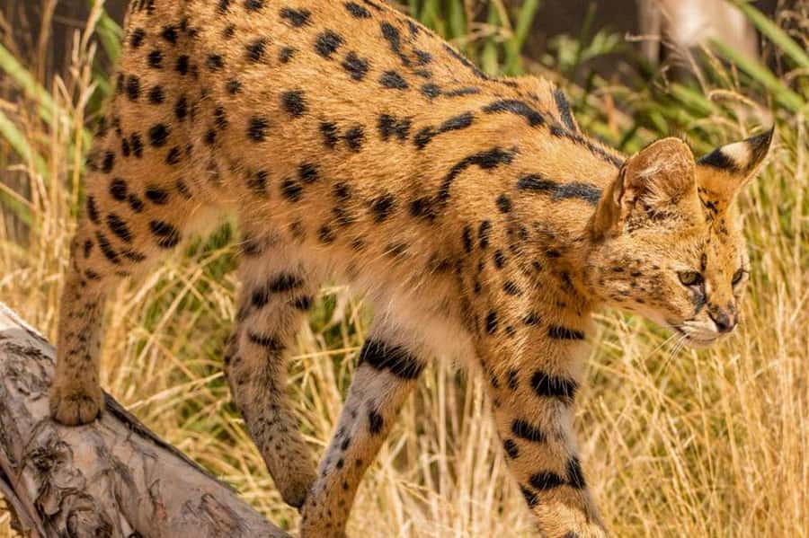 Werribee Open Range Zoo: Entry Ticket - Getting there from Melbourne