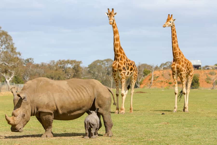 Werribee Open Range Zoo: Entry Ticket - Accessibility and small practical cautions
