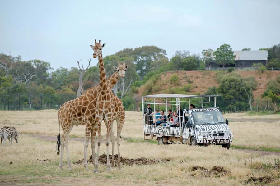 Werribee Open Range Zoo: Entry Ticket - Lions, gorillas, hippos, and smaller animals on foot
