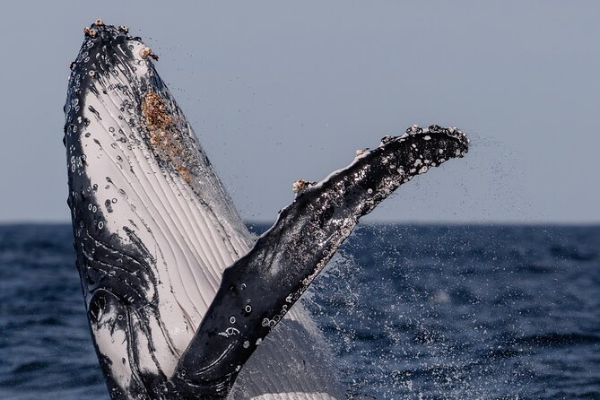 Whale Watching Boat Trip in Sydney - Why the small boat changes the experience
