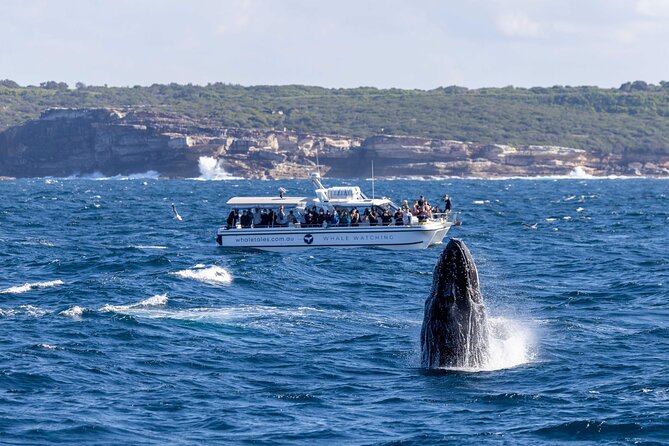 Whale Watching Boat Trip in Sydney - Commentary that adds meaning to the sightings