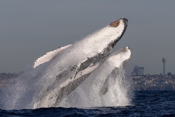 Whale Watching Boat Trip in Sydney - The value of the $99.70 price