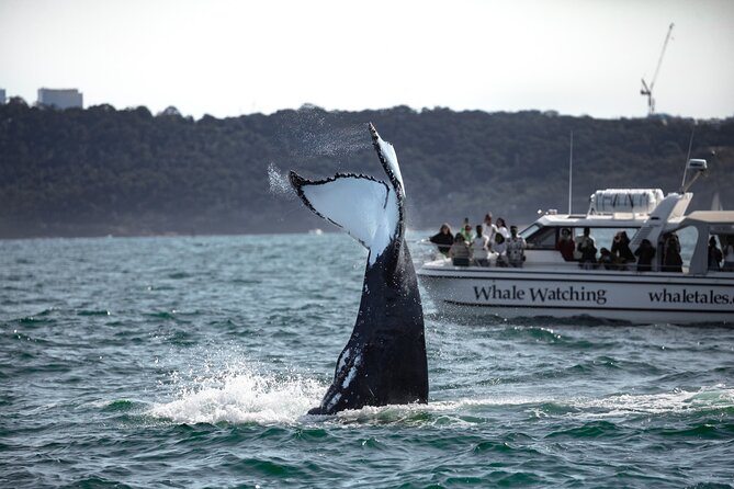 Whale Watching Boat Trip in Sydney - Morning or afternoon, choose for your schedule