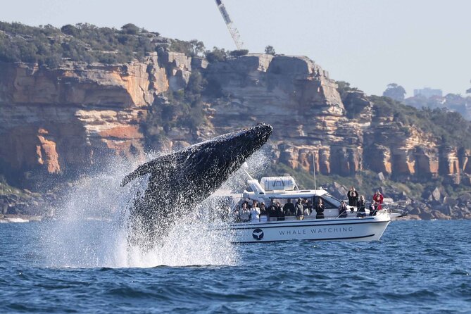 Whale Watching Boat Trip in Sydney - Humpbacks, calves, and dolphins near the boat