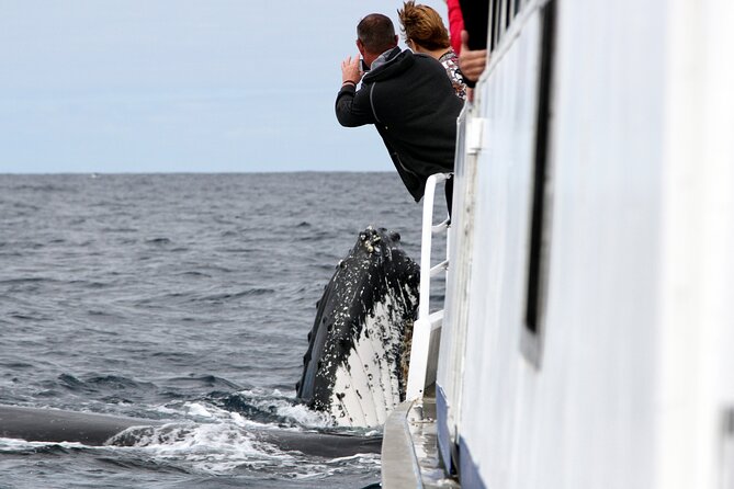 Whale Watching Tour with Spirit of Gold Coast - Key points to know before you go