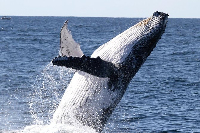 Whale Watching Tour with Spirit of Gold Coast - Leaving Southport on the Spirit of Gold Coast