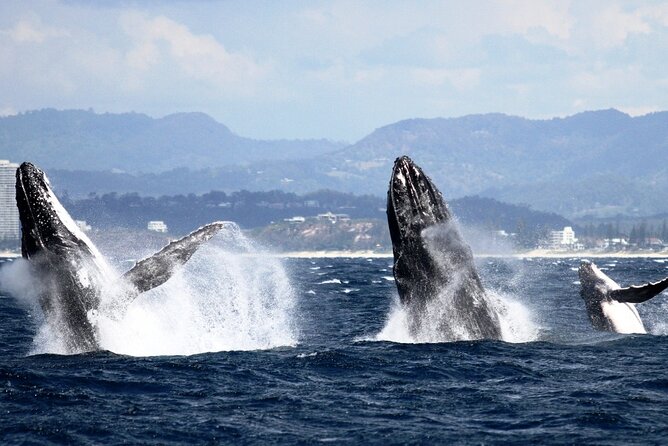 Whale Watching Tour with Spirit of Gold Coast - Searching for whales from June through November