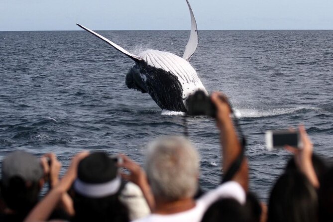 Whale Watching Tour with Spirit of Gold Coast - Breaches, calves, dolphins, and surprise sightings