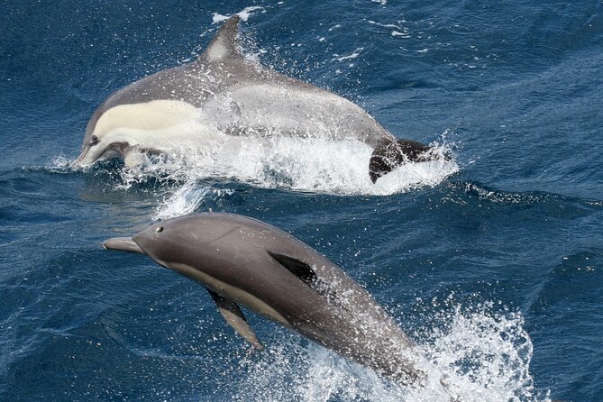 Whale Watching Tour with Spirit of Gold Coast - Morning tea, comfort, and the practical onboard setup