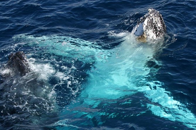 Whale Watching Tour with Spirit of Gold Coast - Is $53.08 good value?