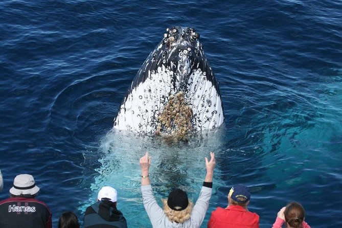 Whale Watching Tour with Spirit of Gold Coast - What you learn from the marine biologist