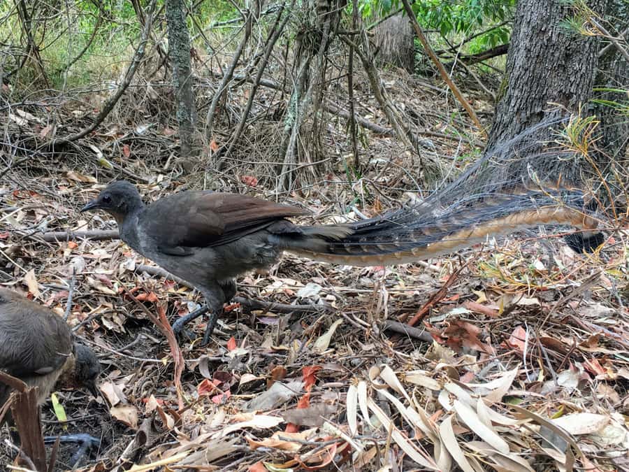 WILD Wombats and Kangaroo Experience, All Inclusive, Sydney - Robertson Pie Shop and the practical value of lunch