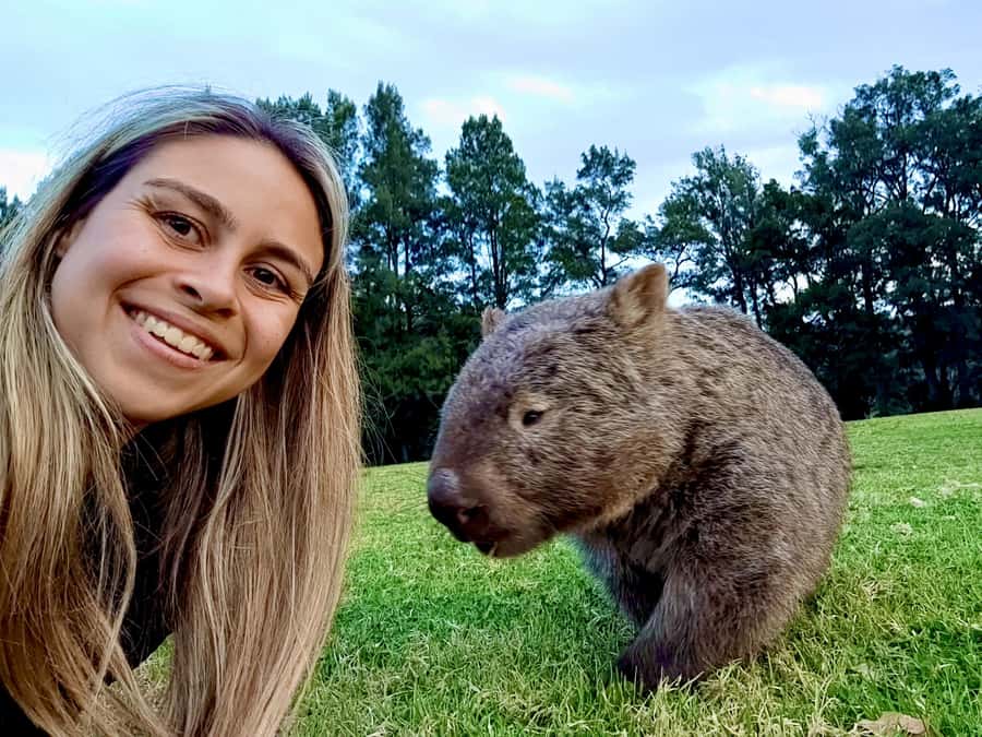 WILD Wombats and Kangaroo Experience, All Inclusive, Sydney - Budderoo National Park and the first close look at nature