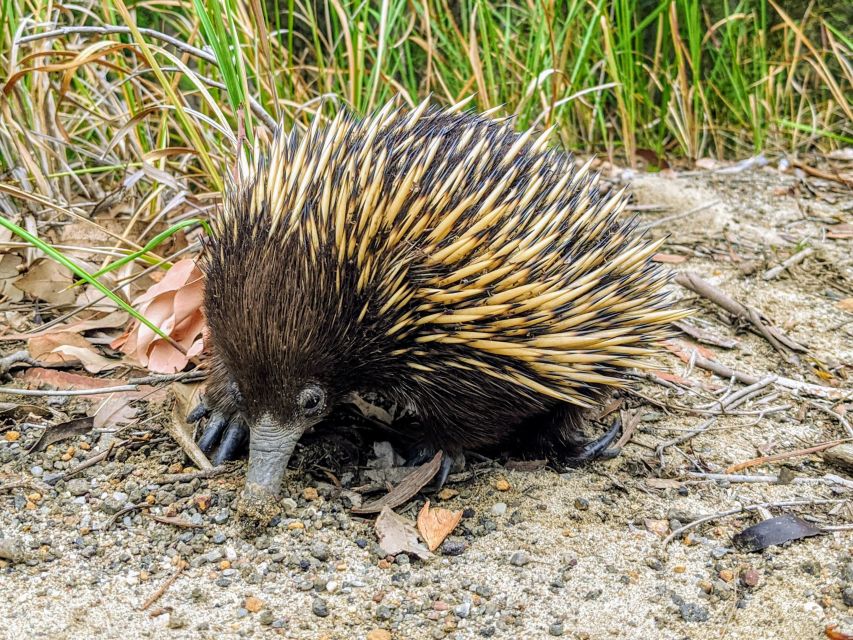 WILD Wombats and Kangaroo Experience, All Inclusive, Sydney - Morton National Park and short walks through the bush