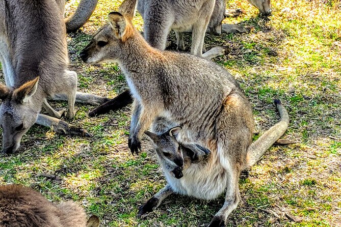 Wildlife, Waterfalls and Wine Day Tour from Sydney - Seaside lunch and a chance to slow down