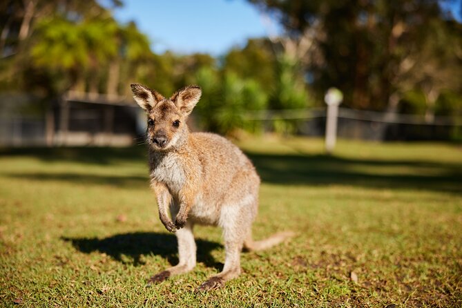 Wildlife, Waterfalls and Wine Day Tour from Sydney - Who will enjoy this tour most