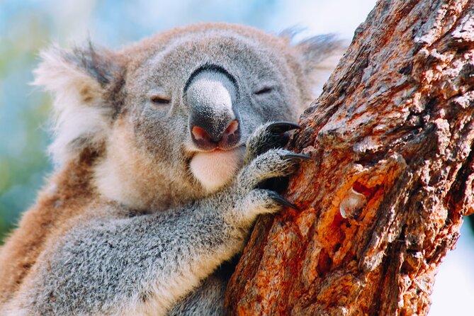 Wildlife, Waterfalls and Wine Day Tour from Sydney - Bald Hill Lookout and the road south