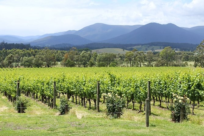 Yarra Valley Wine Day Tour - Yering Station brings lunch and a change of pace