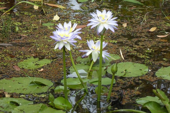 Yellow Water Cruise - Kakadu - Photography, comfort, and expectations